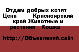 Отдам добрых котят › Цена ­ 10 - Красноярский край Животные и растения » Кошки   